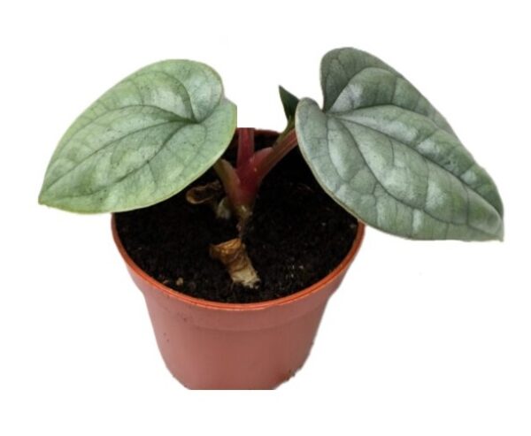 Anthurium luxurians