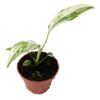 Rhaphidophora puberula Variegata