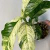 Rhaphidophora puberula Variegata – Image 2