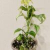 Rhaphidophora puberula Variegata – Image 3
