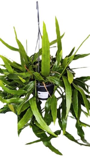 Epiphyllum pumilum