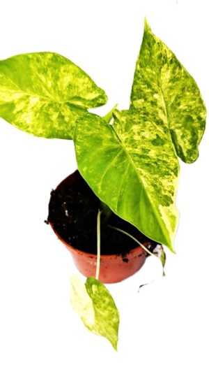 Alocasia gageana Aurea
