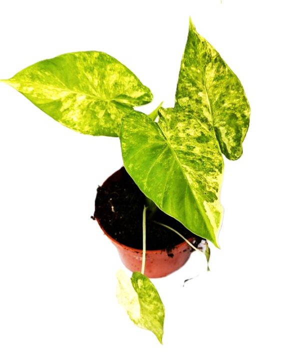 Alocasia gageana Aurea