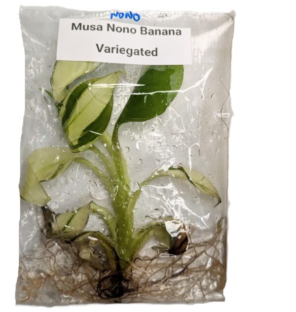 Musa Nono Variegata