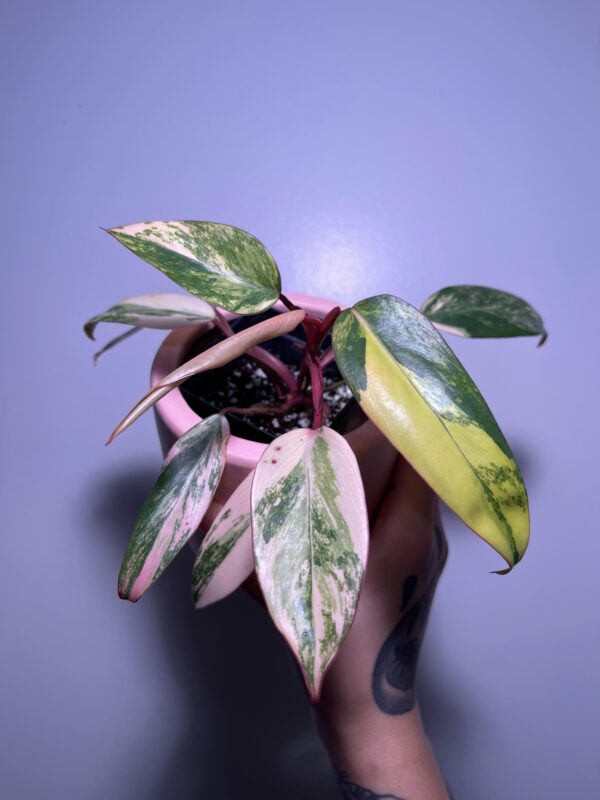 Philodendron Strawberry Shake – Image 3
