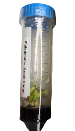 Philodendron Green Congo Variegata