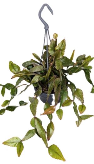Rhipsalis elliptica