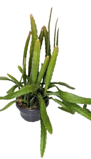 Epiphyllum anguliger Red Tip