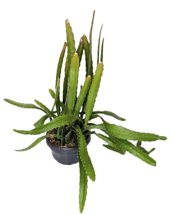 Epiphyllum anguliger Red Tip