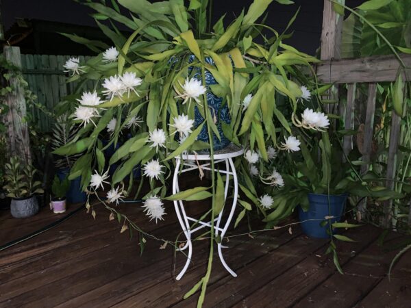 Epiphyllum pumilum – Image 3
