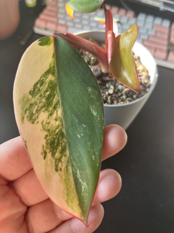 Philodendron Strawberry Shake – Image 4