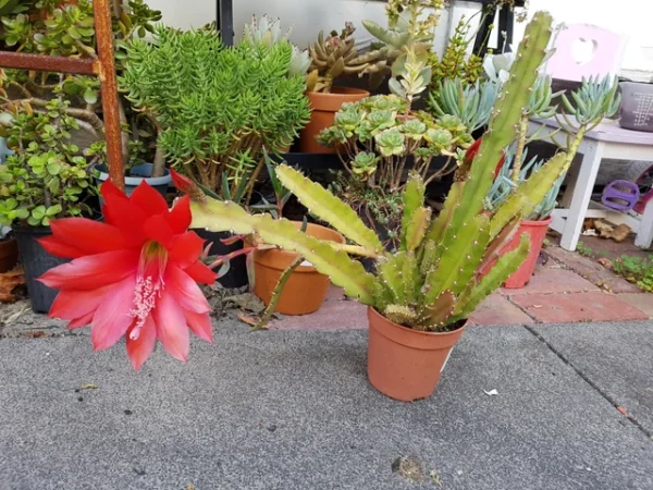 Epiphyllum anguliger Red Tip – Image 3