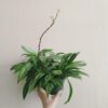 Hoya pubicalyx 'Silver Spot' – Image 4