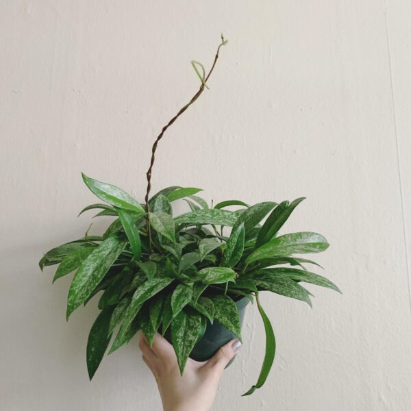 Hoya pubicalyx 'Silver Spot' – Image 4