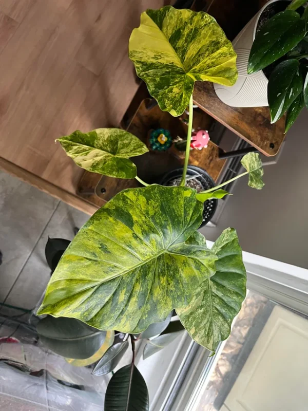 Alocasia gageana Aurea – Image 3