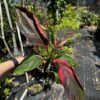 Musa Nono Variegata – Image 3