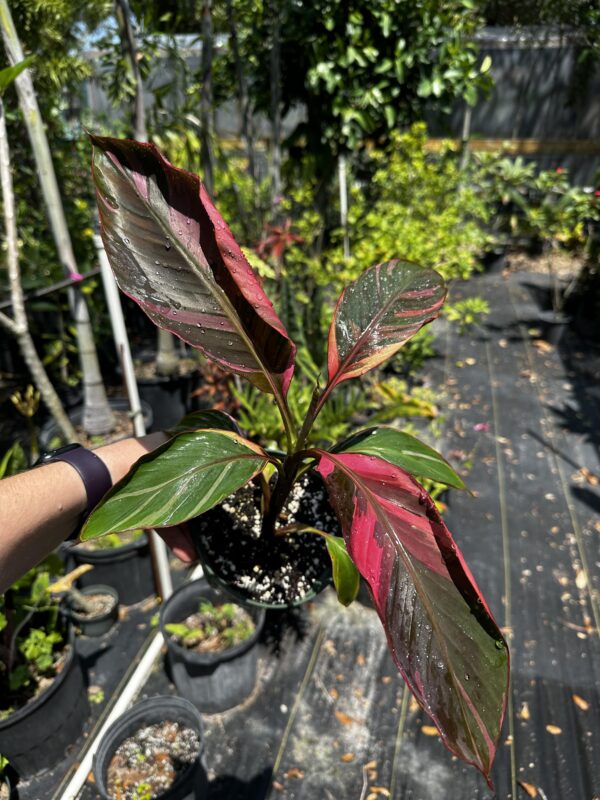 Musa Nono Variegata – Image 3
