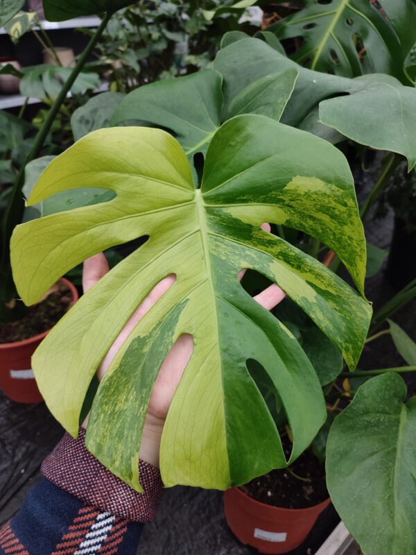 Monstera Aurea – Image 6
