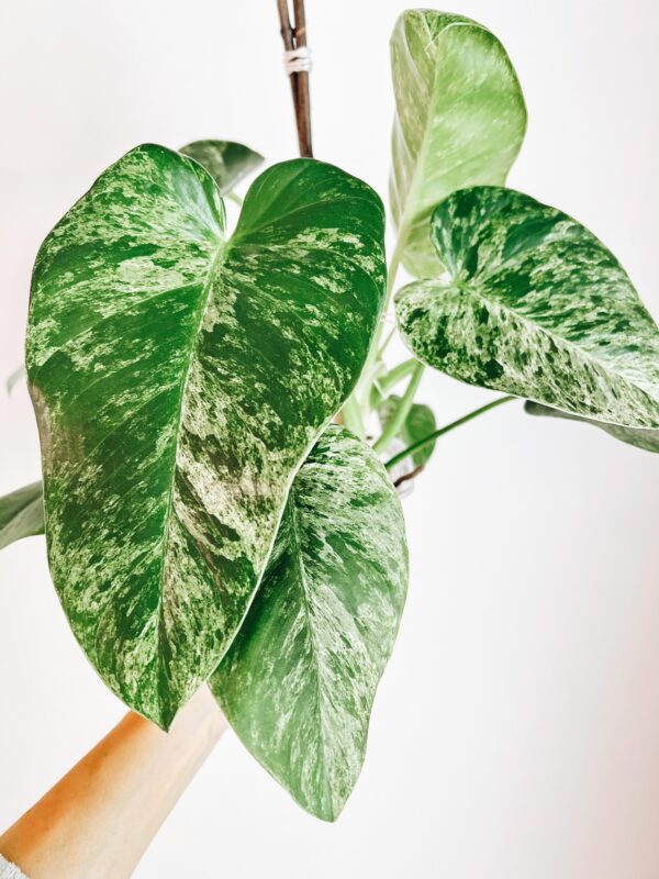 Philodendron Giganteum Blizzard variegata – Image 2