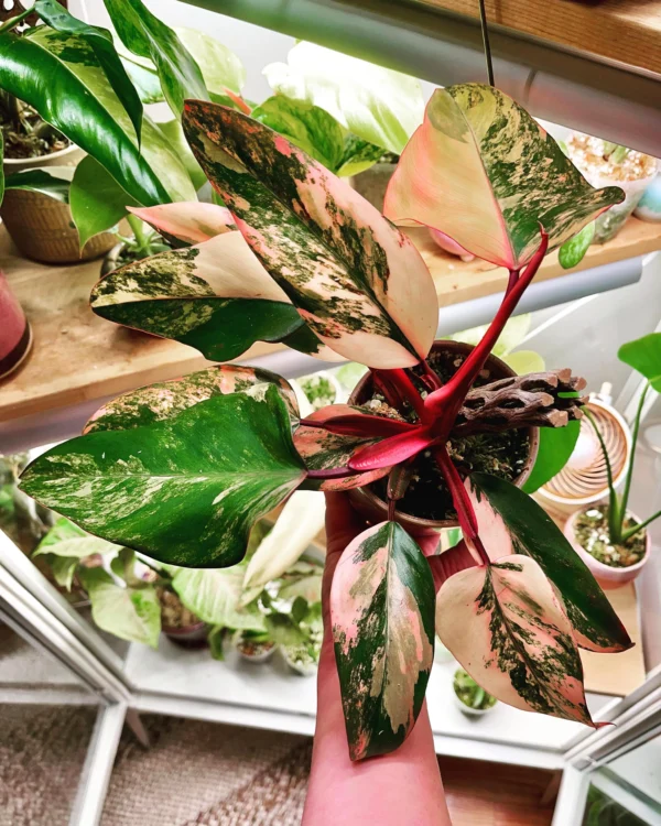 Philodendron Strawberry Shake – Image 5