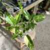Philodendron Green Congo Variegata – Image 6