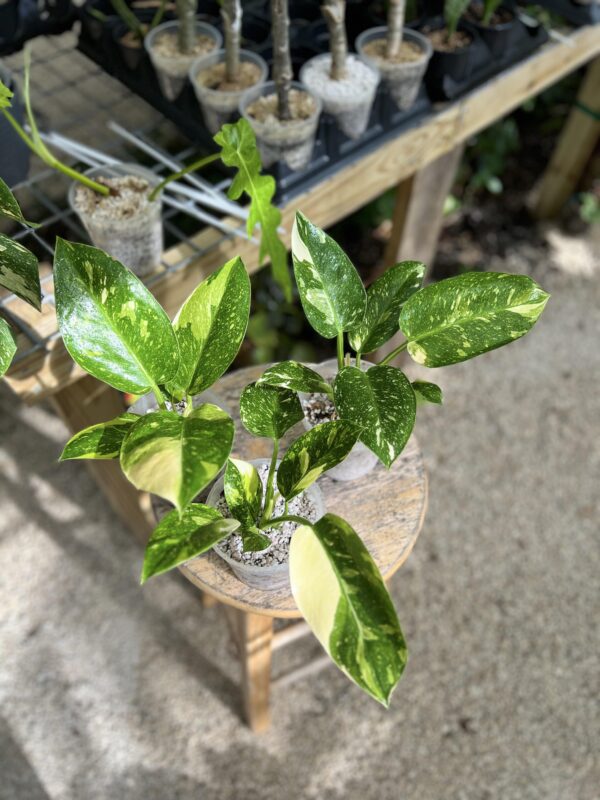 Philodendron Green Congo variegata – Image 3