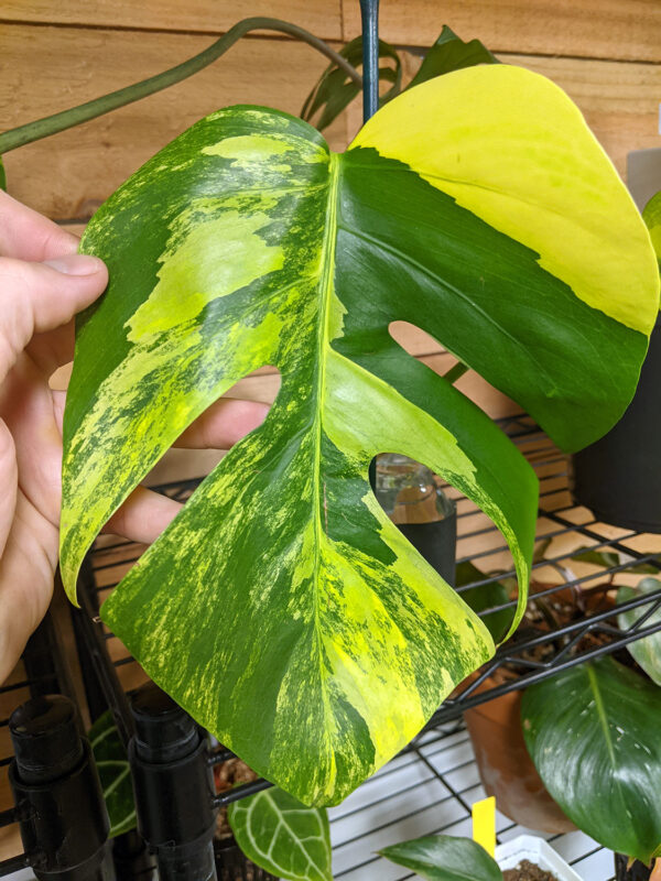 Monstera Aurea – Image 4