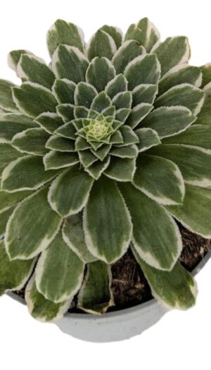 Aeonium Emerald Ice Variegata