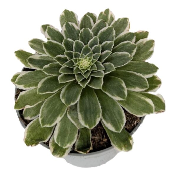 Aeonium Emerald Ice Variegata