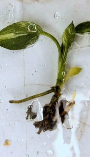 Epipremnum Amplissimum Variagata