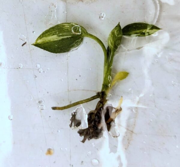 Epipremnum Amplissimum Variagata