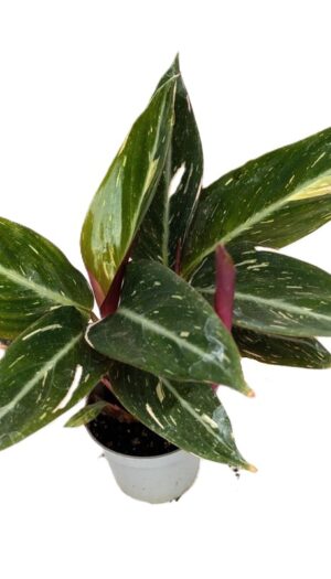 Stromanthe Magic Star