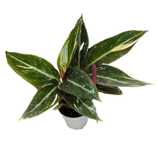 Stromanthe Magic Star