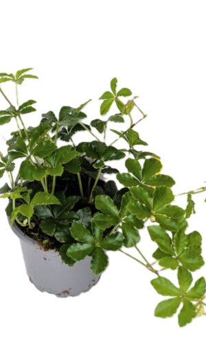 Cissus striata