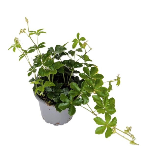 Cissus striata