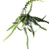 Selenicereus anthonyanus