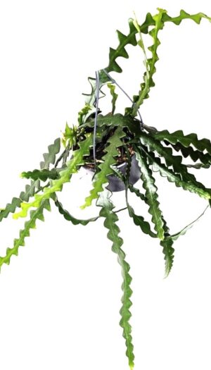 Selenicereus anthonyanus