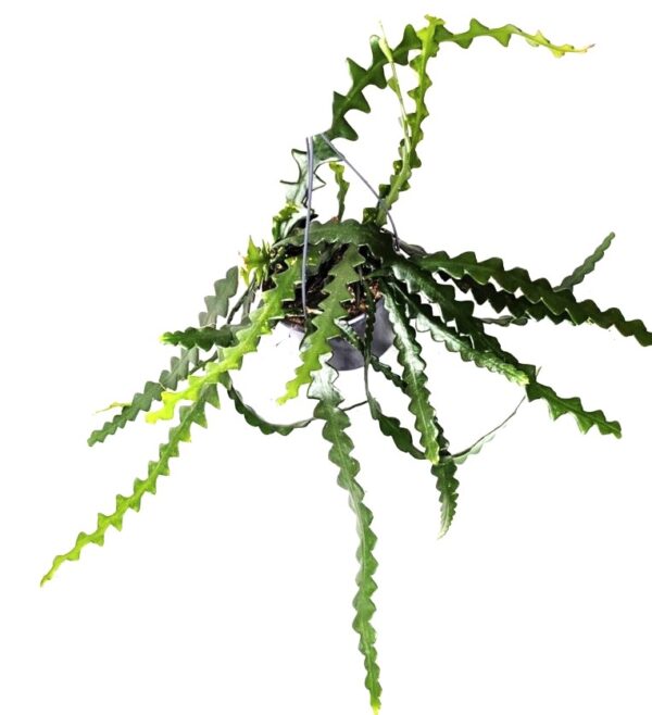Selenicereus anthonyanus