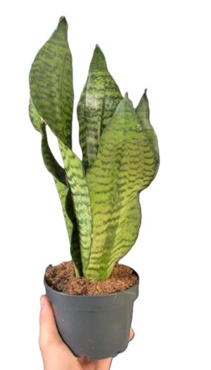 Sansevieria Laurentii Larenzii