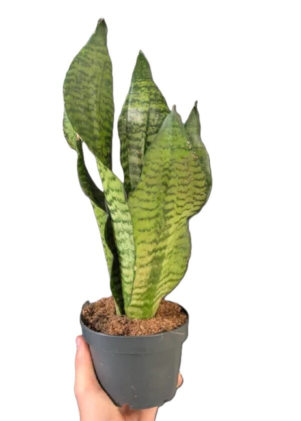 Sansevieria Laurentii Larenzii
