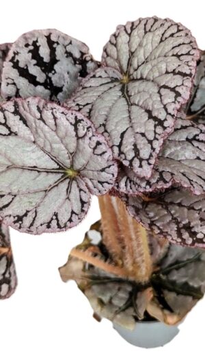 Begonia Chayo
