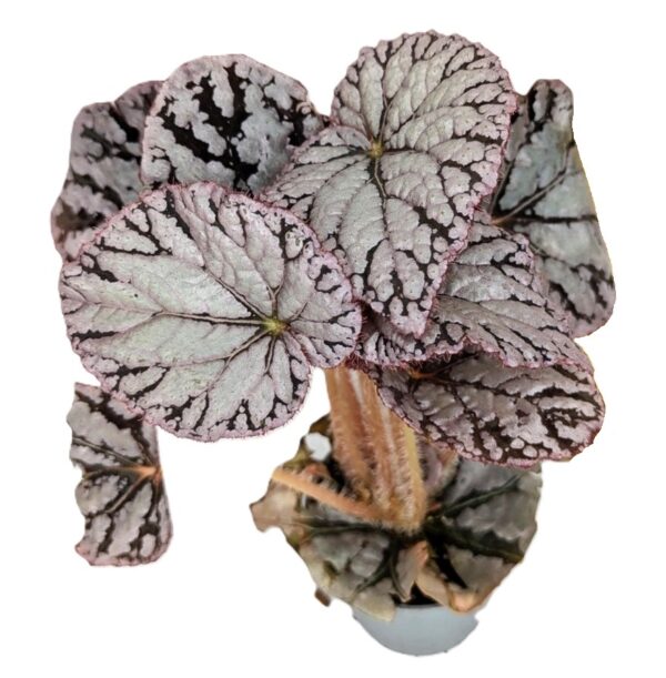 Begonia Chayo