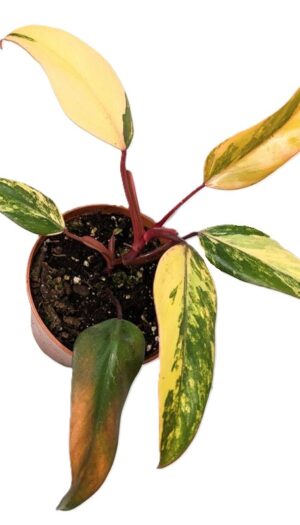 Philodendron Strawberry Shake