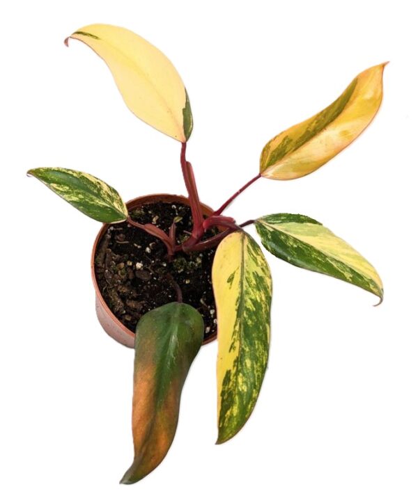Philodendron Strawberry Shake