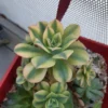 Aeonium Floresens – Image 3