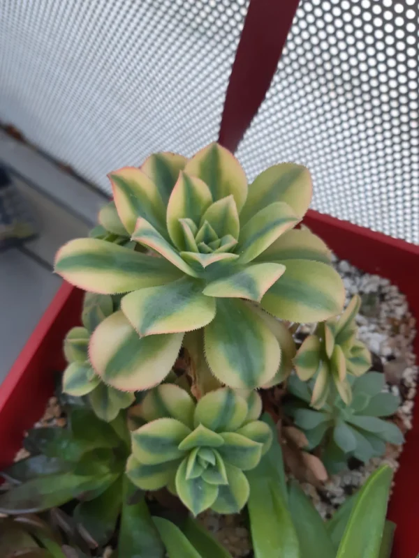 Aeonium Floresens – Image 3