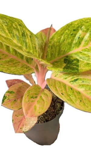 Aglaonema Apple Fantasy