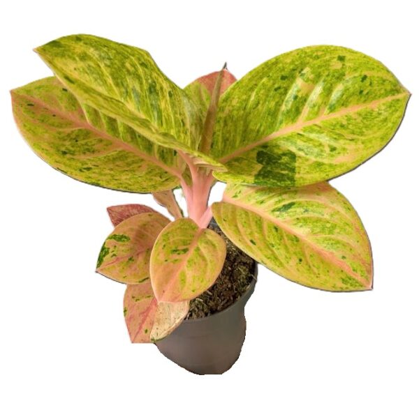 Aglaonema Apple Fantasy
