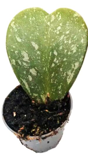 Hoya kerrii Splash