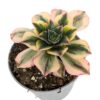 Aeonium Floresens
